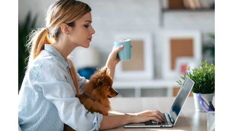 Lovely little dog looking the laptop while her beautiful owner working with him in living room at home.