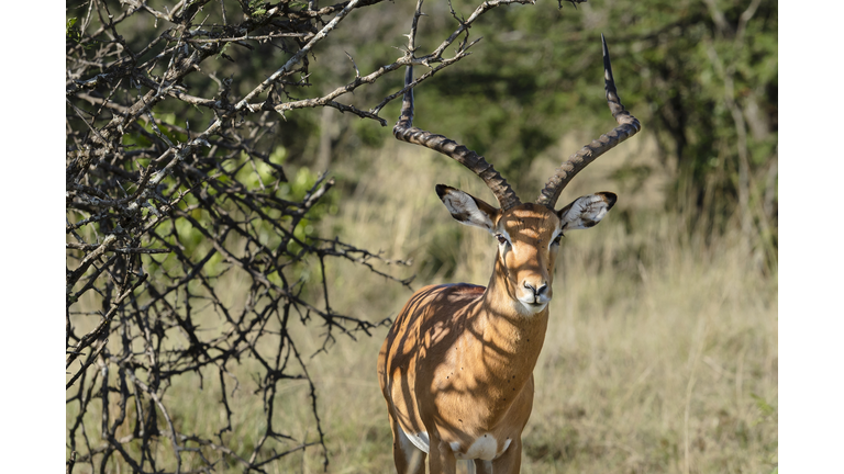 KENYA-ECONONY-CONSERVATION