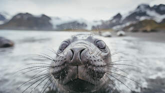 Baby Seal Walks Into A New Zealand Bar