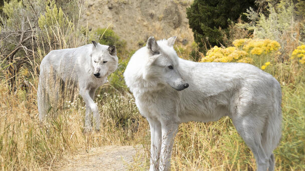 Man Seen On Video Approaching Wolves At Yellowstone Cited By Park Rangers