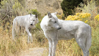 National News - Man Seen On Video Approaching Wolves At Yellowstone Cited By Park Rangers