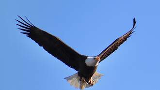 National News - Driver Left Stunned After Bald Eagle Dropped A Cat Through Her Windshield