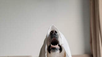 Monday morning!  Time to wake up!  Your Daily Dog Video! 