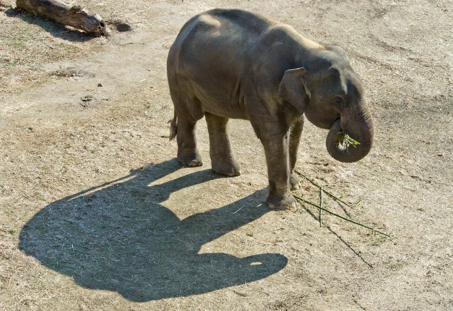 US-SPRING-ANIMAL-FEATURE