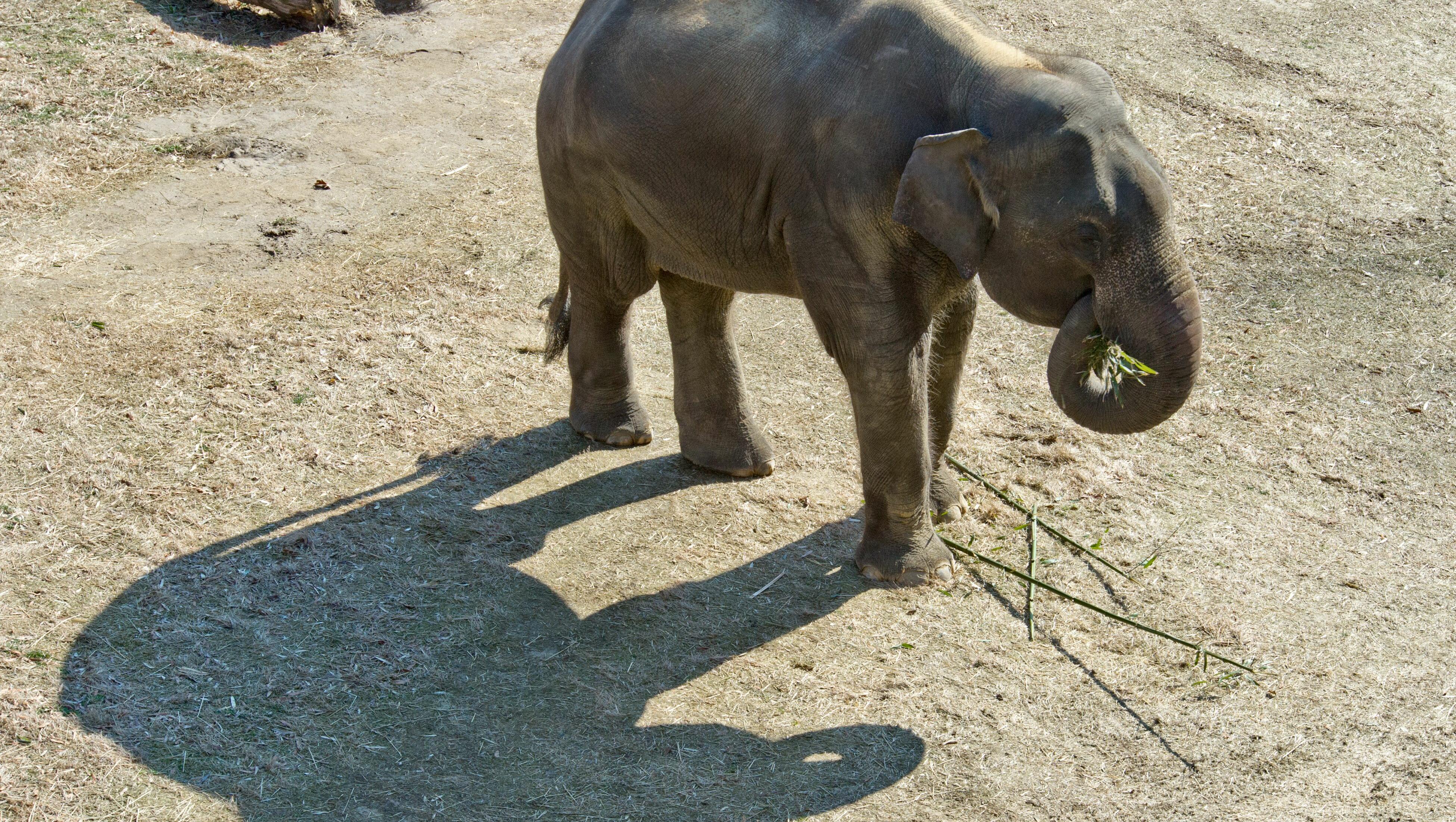 National Zoo Says Elephant Is Expecting A Calf For The 1st Time In 25 Years