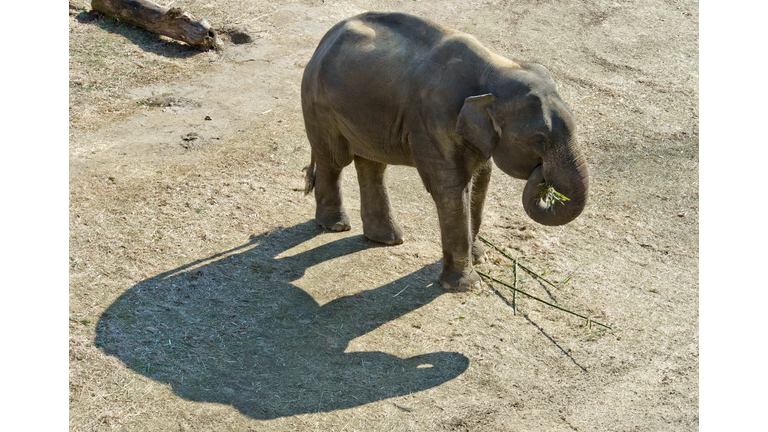 US-SPRING-ANIMAL-FEATURE