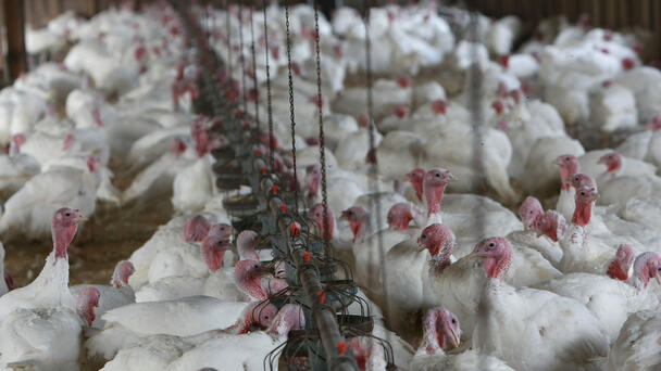 Safe Thanksgiving Cooking Tips