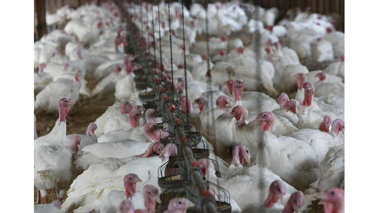 California Turkey Farm Raises Mainstay Of Thanksgiving Dinner