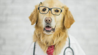 Your Daily Dog Video is LOL. That's all.  Just LOL!