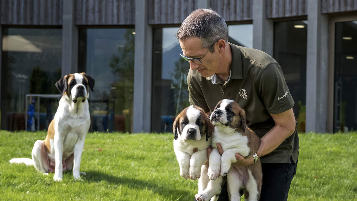 Florida Could Put More Teeth Behind Dog Breeding Bills