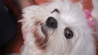 Oh my. Grab the tissues for this Daily Dog Video. THANKSGIVING for sure!