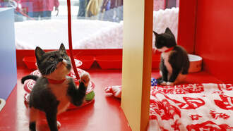 It's Black "Furrday" At The Broward Humane Society