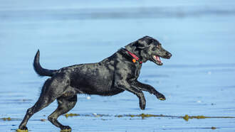 Your Daily Dog Video took a break and it's back with a happy ending! 