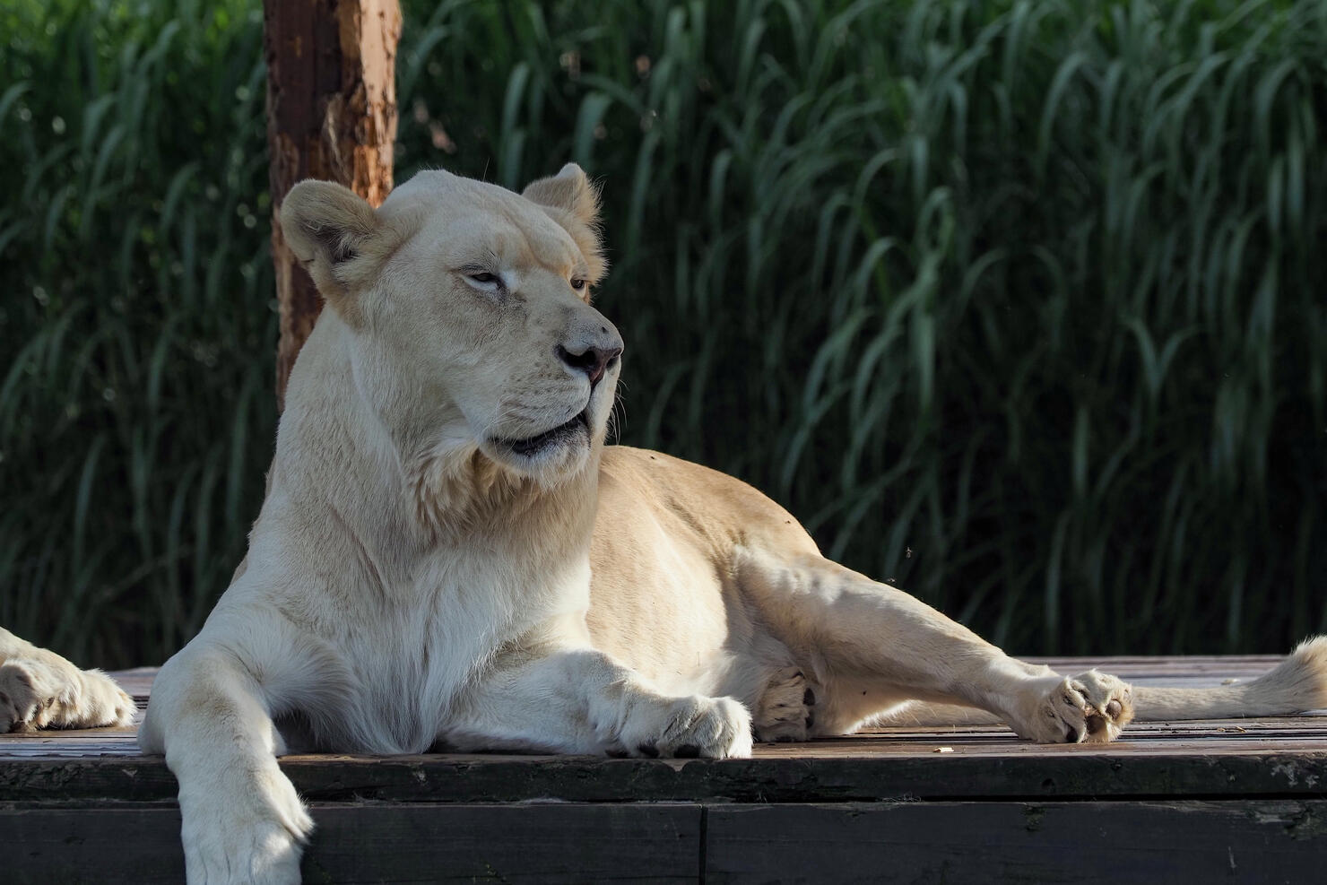 A female lion lies on a wooden platform
