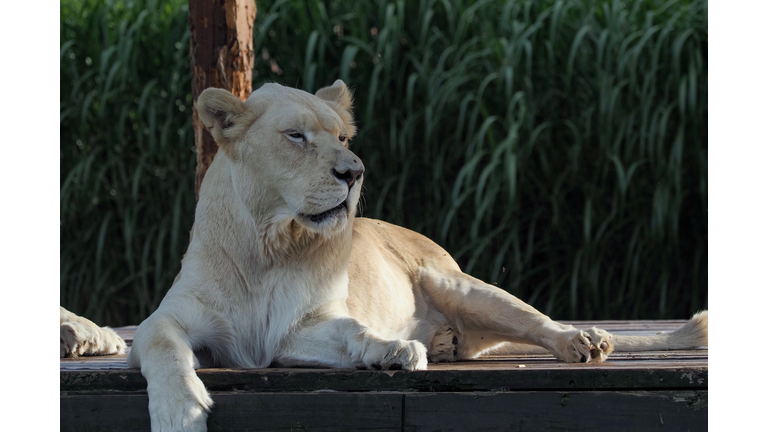 A female lion lies on a wooden platform