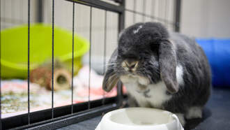 Pet Bunny Saves Georgia Family 