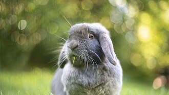 Pet Bunny Saves Georgia Family From House Fire