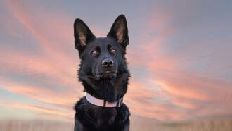 Your Daily Dog Video is long... and beautiful!