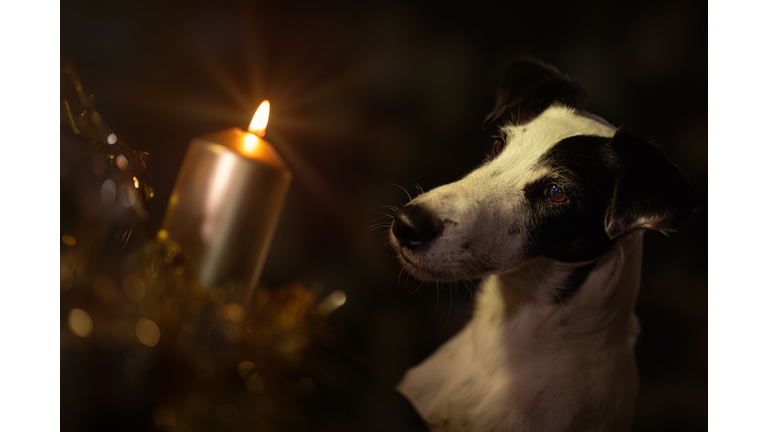 Smooth Foxterrier schaut auf eine Kerze - Tiere zu Weihnachten