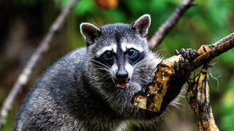 A Drunk Raccoon Passes Out In Liquor Store Bathroom...