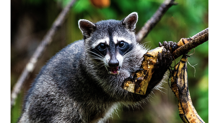 COSTA RICA-NATURE-ARENAL-VOLCANO-NATIONAL-PARK