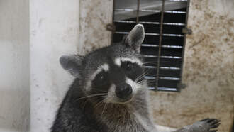 A Raccoon Found Drunk In A Liquor Store And His Name Is Not Rocket