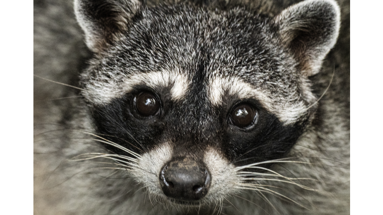 TOPSHOT-COSTA RICA-ZOO-ANIMAL-FEATURE