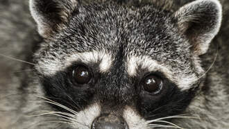 Raccoon’s Boozy Rampage Shocks Virginia Liquor Store