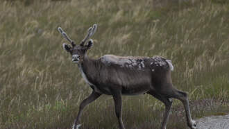 Dana McKenzie - WEIRD NEWS: Reindeer Runs Away From Christmas