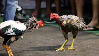 17 Arrested After Utah Police Raid A Suspected Cockfighting Operation