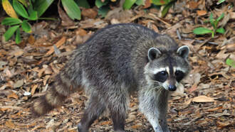 That raccoon is drunk as hell.