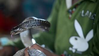 VIDEO: Man Saves Snake with Mouth-to-Mouth Resuscitation...for 30 minutes!