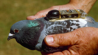 Rise of the Remote-Controlled Birds
