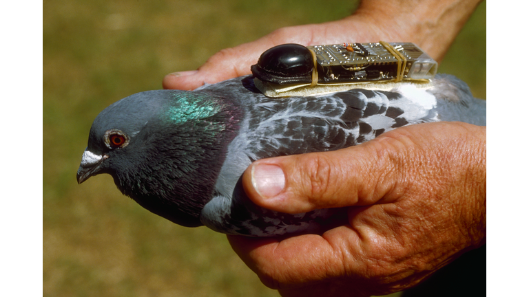 Rise of the Remote-Controlled Birds