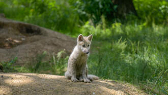 Crazy Daily "dog" Video!  It's a wolf that won't let her baby be taken! 