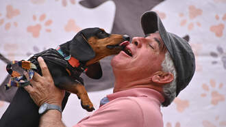 GOOD NEWS! Dog Missing 4 Years Found 2K Miles Away!