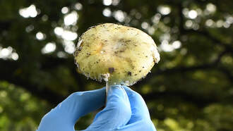 California Warns Against Foraging After Mushroom Poisoning Death
