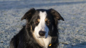 Rescuers Pull Dog From Icy Iowa Pond