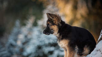 Your Daily Dog Video... Did he do the right thing?