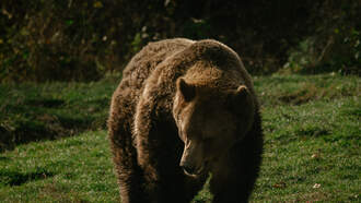 3 Things You Must See: A Bear on a Hoverboard Attacks Zookeeper in China