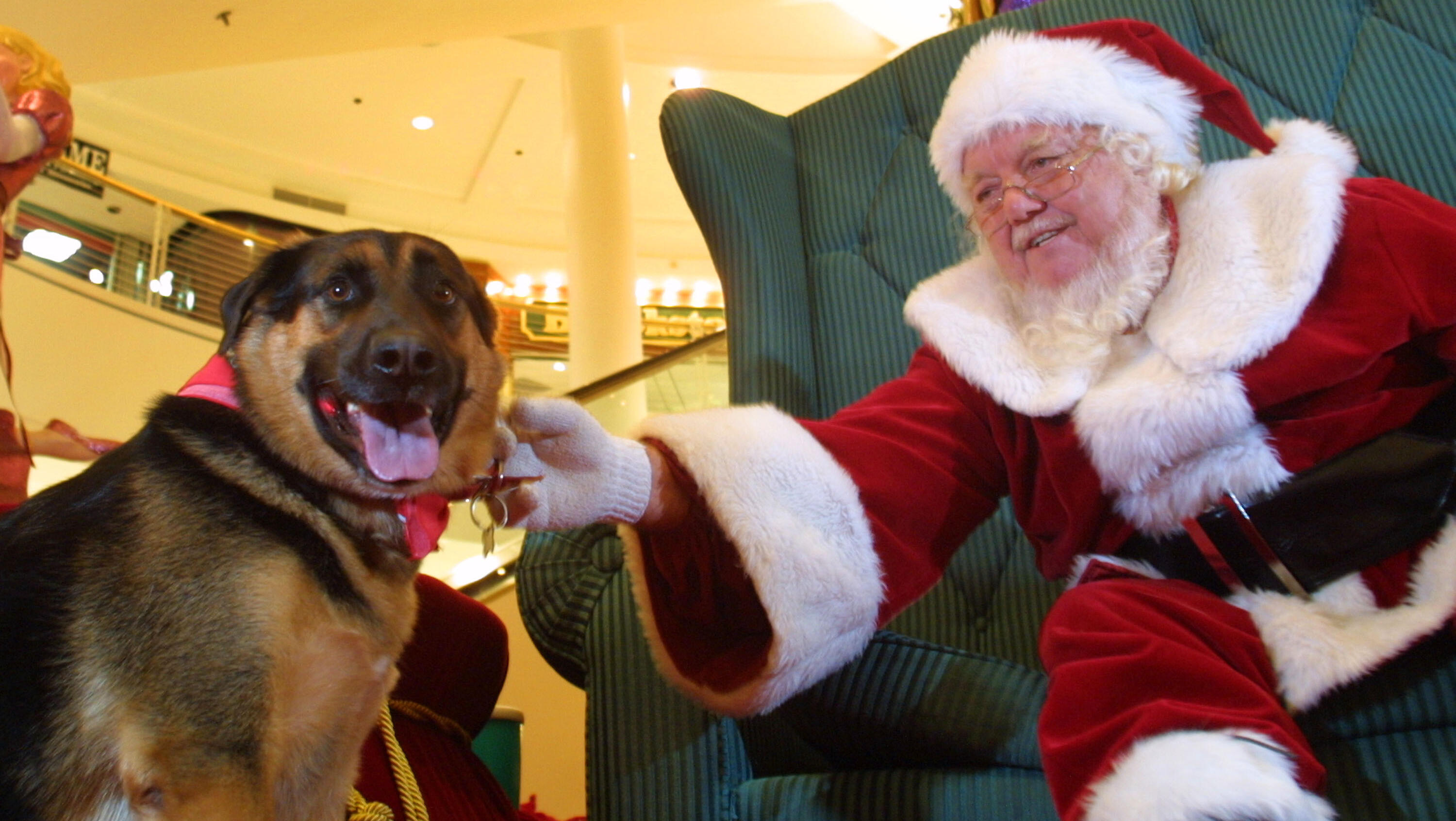 LA Animal Services Is In Urgent Need Of Fosters For Dogs 