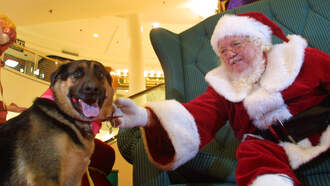 Ellen K Morning Show - LA Animal Services Is In Urgent Need Of Fosters For Dogs 