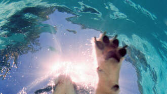 Lucy Chapman - Your Daily Dog Video had me on the edge of my seat!  