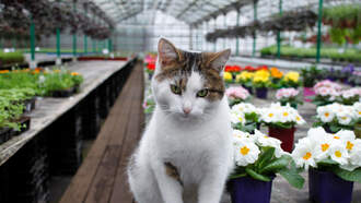 Lost Lowe's "employee" Francine Has Been Found