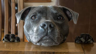 Lucy Chapman - Ever wonder if your Dog is happy? Your Daily Dog Video will tell you!