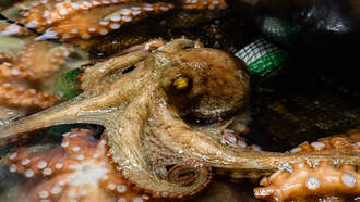 3 Things You Must See: A Swedish Man Teaches a Pet Octopus to Play Piano