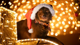 The Christmas Songs That Stress Out Your Dogs