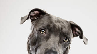 Rescuers Save Abandoned Dog Found Tied-Up In Zipped Suitcase In Dumpster