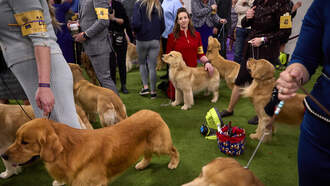 3 Things You Must See: Thousands of Golden Retrievers Meetup for a Rcord!