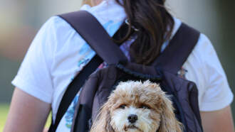 Man Carries Shelter Dogs Around NYC In Backpack To Get Them Adopted